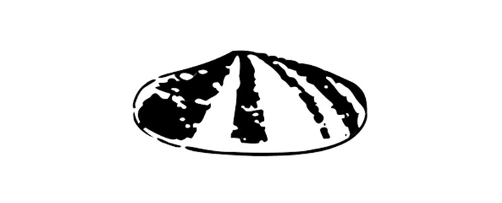 壳牌第一logo.jpg