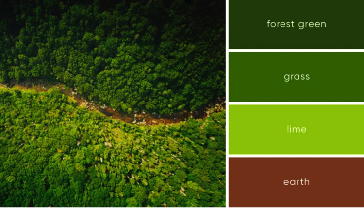 品牌设计中的森林绿色、石灰和地球.png