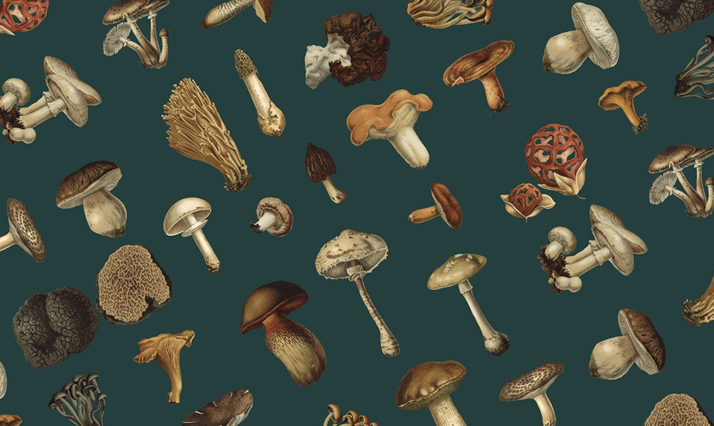 各种类型菌类蘑菇.png